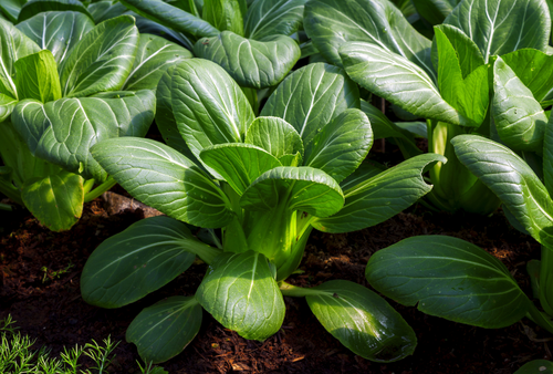 March Seasonal Produce