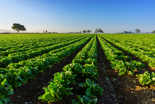 Best Produce in April