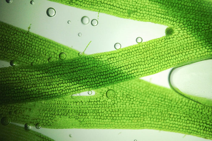 Close-up of natural plant fibers symbolizing how targeted botanical ingredients can support healthier blood sugar and cholesterol.