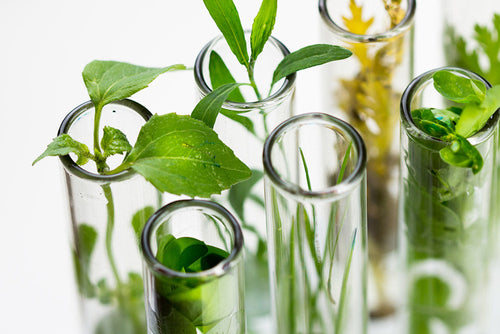 Botanical ingredients in glass vials representing the natural plant and mineral compounds behind the metabolic benefits of chromium and salacia.
