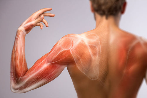 HMB and Muscle Health in Malnourished Adults Using AI Metrics