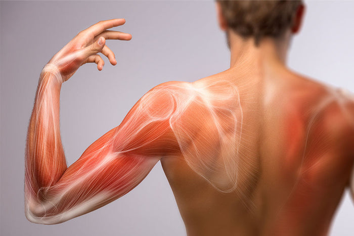 HMB and Muscle Health in Malnourished Adults Using AI Metrics