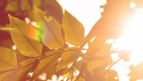 Why Vitamin D - The ‘Sunshine Vitamin' -  Is SO Important